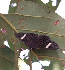 Melanis leucophlegma