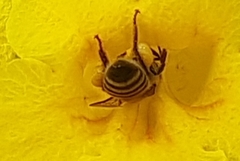 Apis mellifera