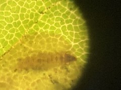 Phyllonorycter ledella