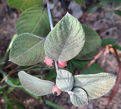 Sabicea brasiliensis