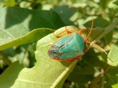 Edessa rufomarginata