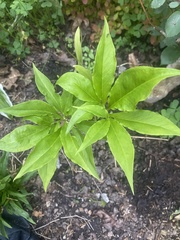 Lysimachia clethroides