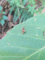 Choreutis amethystodes