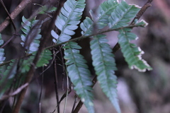 Polystichum eximium