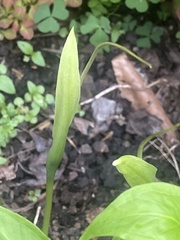 Lysimachia clethroides