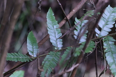 Polystichum eximium
