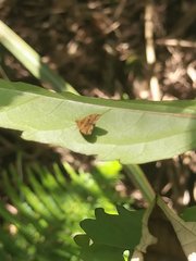 Choreutis amethystodes
