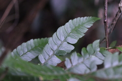 Polystichum eximium