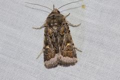 Proteuxoa oxygona