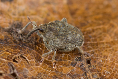 Parethelcus pollinarius