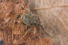 Parethelcus pollinarius