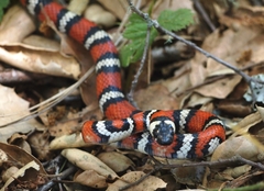 Lampropeltis zonata