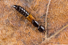 Nudobius lentus