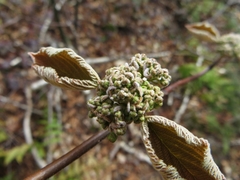 Viburnum lantanoides image