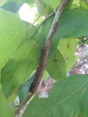 Lebeda nobilis