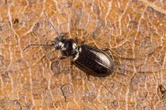 Bembidion lampros