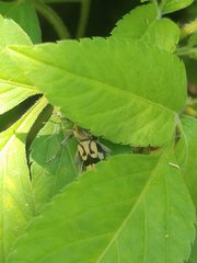 Chlorophorus signaticollis