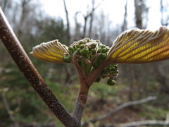 Viburnum lantanoides image