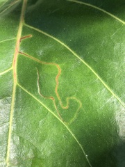 Enteucha basidactyla