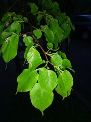 Tilia