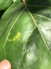 Enteucha basidactyla