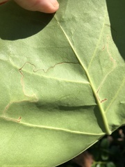 Enteucha basidactyla