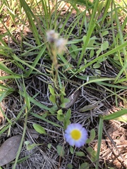 Erigeron procumbens