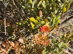 Searsia magalismontana magalismontana