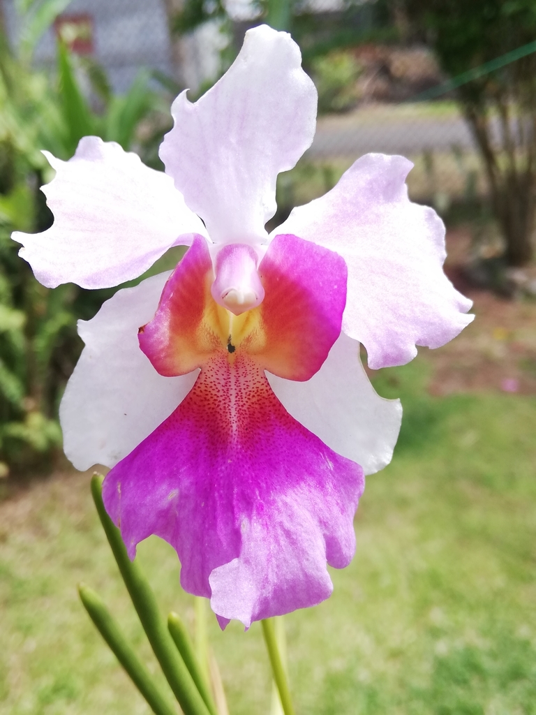 Papilionanthe hookeriana × teres