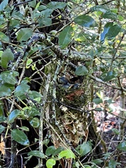 Vireo griseus