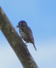 Picumnus albosquamatus