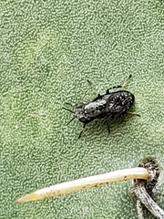 Stictomyia longicornis