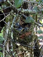 Vireo griseus