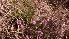 Astragalus distortus