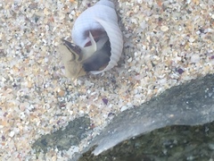 Echinolittorina modesta