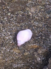 Echinolittorina modesta