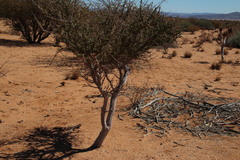 Boscia foetida foetida