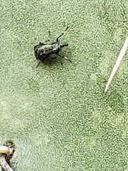 Stictomyia longicornis