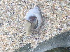 Echinolittorina modesta