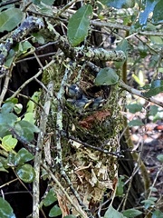 Vireo griseus
