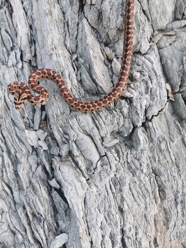 European Ratsnake, Zamenis situla