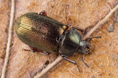 Platycerus caraboides