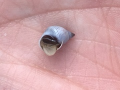 Echinolittorina modesta