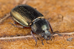 Platycerus caraboides