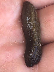 Holothuria lubrica