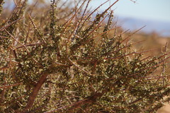 Boscia foetida foetida