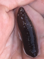 Holothuria lubrica image