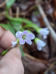 Claytonia caroliniana