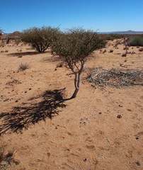 Boscia foetida foetida