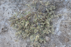 Alternanthera nodifera